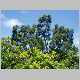 melaleuca quinquenervia1.jpg